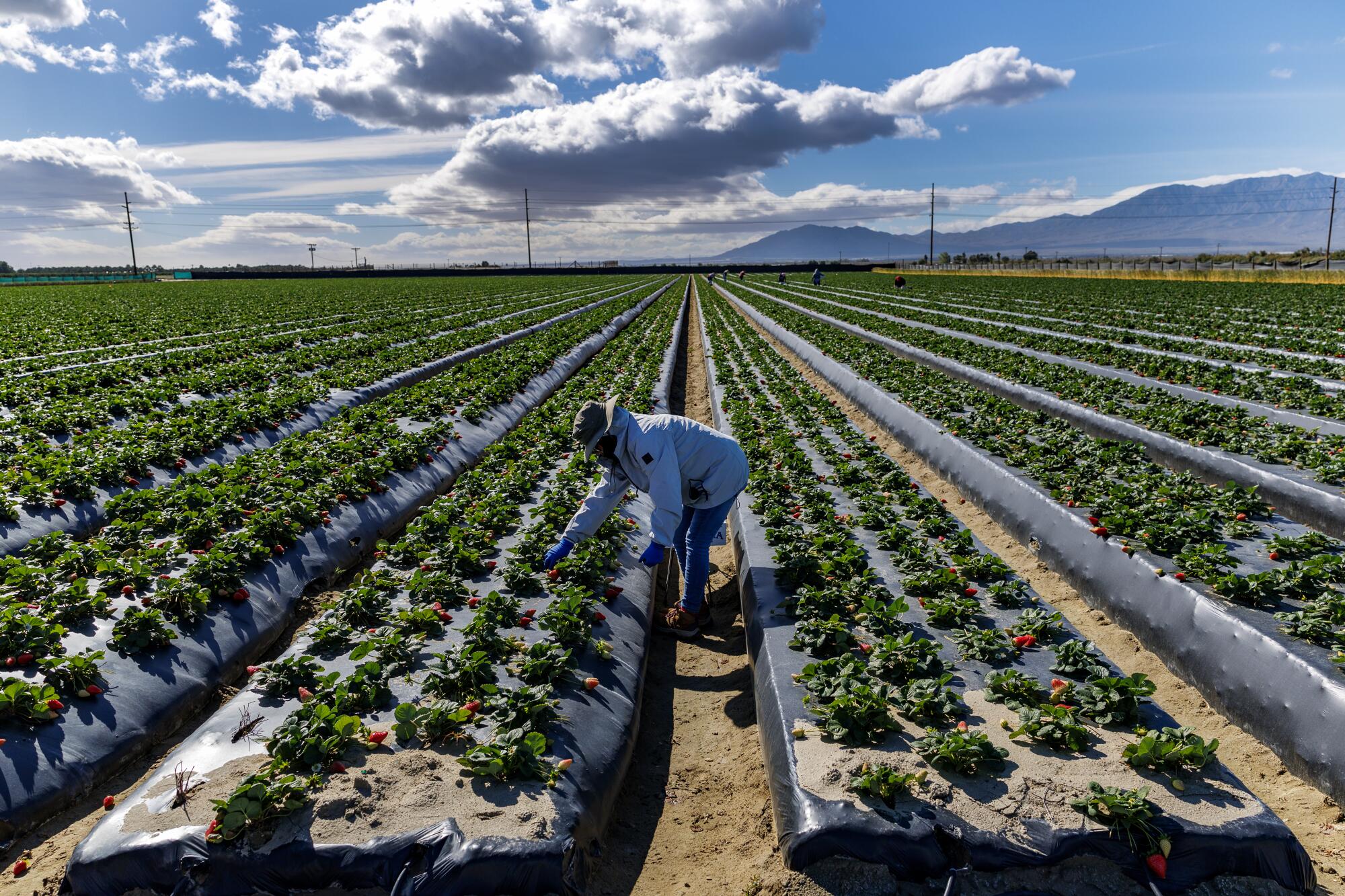 Field workers in a strawberry field